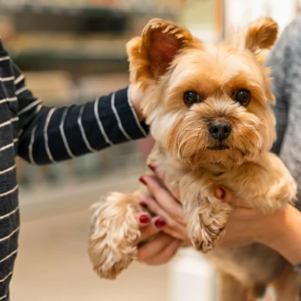 Pet Shop With Grooming Spa And Dog Daycare For Sale
